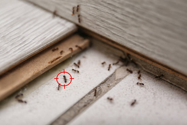 Flea Control Services in Tacoma, WA
