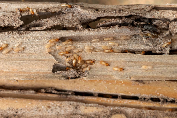 Best Mosquito Control Services  in Tacoma, WA