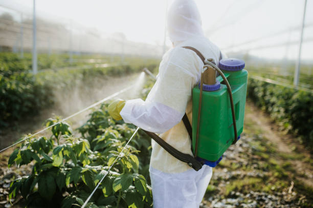 Best Ant Control Services  in Tacoma, WA
